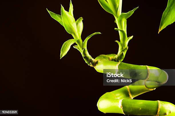 Crescimentobambu - Fotografias de stock e mais imagens de Abstrato - Abstrato, Bambu - Família da relva, Bambu da sorte