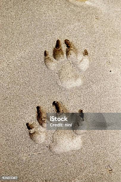 Dog Prints In Sand Stock Photo - Download Image Now - Paw Print, Sand, Animal Foot