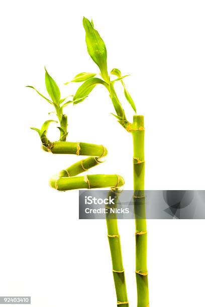 Foto de Crescimentobambu e mais fotos de stock de Bambu - Bambu, Dracaena Sanderana, Flora