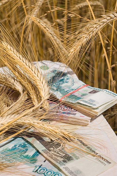 istock Crop of wheat and money 92403470