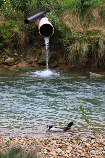 Water pouring from a drain pipe to the river, polluting the environment with a royal duck spotlight