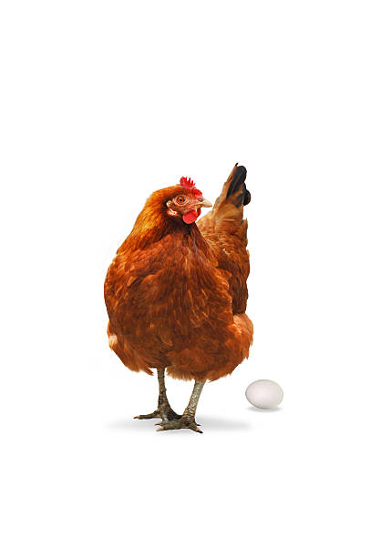 istock A brown, female chicken standing in front of a white egg 92403574