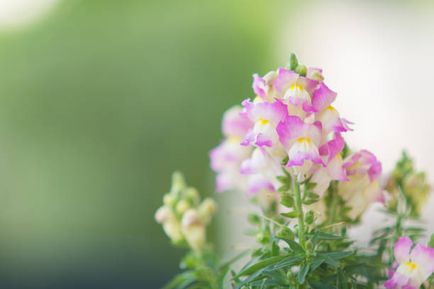 pink snapdragon flowers - selective focus