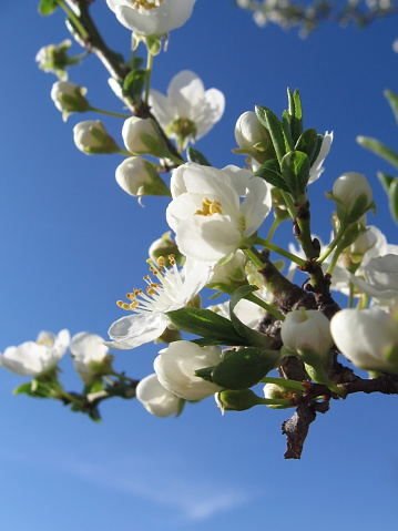 White tree flower