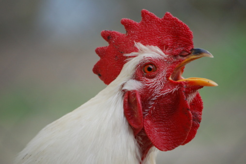 The head of a white rooster broiler. Red comb. Agriculture, animal husbandry
