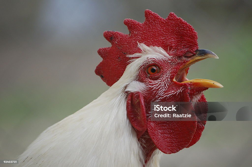 Crowing Rooster  Rooster Stock Photo