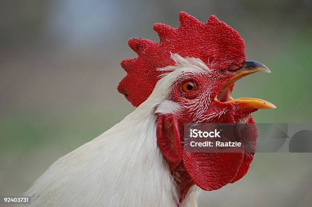 Crowing Rooster Stock Photo - Download Image Now - Rooster, Crowing, Chicken - Bird