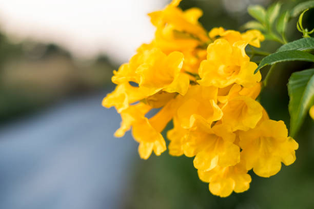 istock Yellow bell, Yellow elder, Trumpet Bush tree bouquet leaf 924037996
