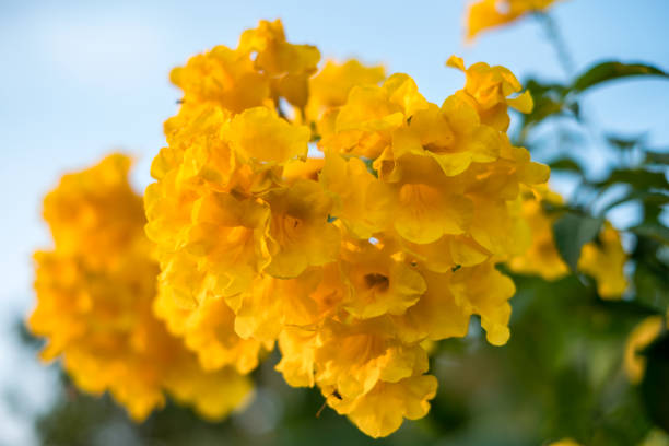 Yellow bell, Yellow elder, Trumpet Bush tree bouquet leaf
