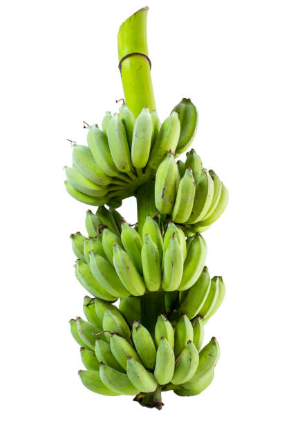 vert vert tas de bananes, isolé sur fond - salutary photos et images de collection