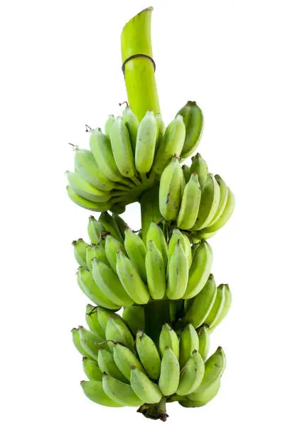 Photo of Green unripe bunch of bananas, isolated on background