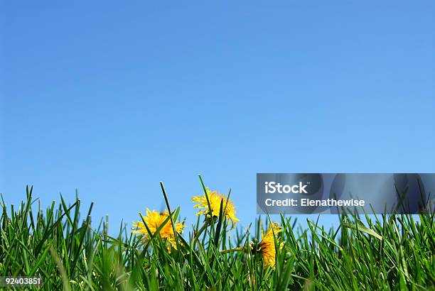 Grass And Sky Background Stock Photo - Download Image Now - Backgrounds, Blade of Grass, Blue