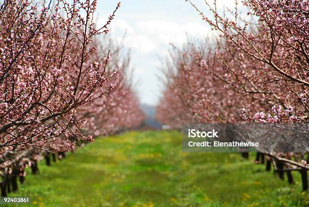 Foto de Florescendo Pêssego e mais fotos de stock de Agricultura - Agricultura, Azul, Cabeça da flor