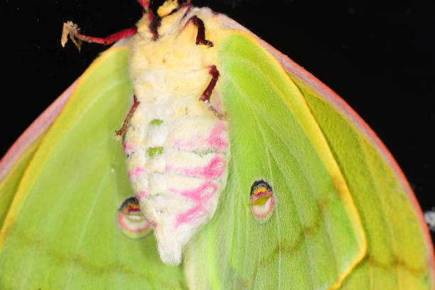 istock Underside of bloated female Luna moth just after mating 924038636