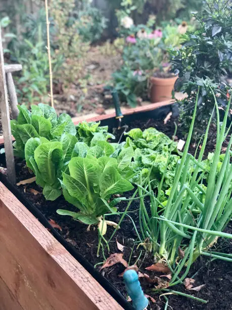 Backyard vegetable garden