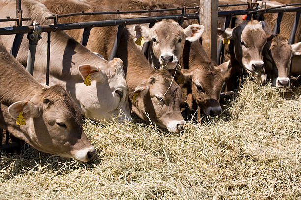 pranzo! - vermont farm dairy farm agricultural building foto e immagini stock