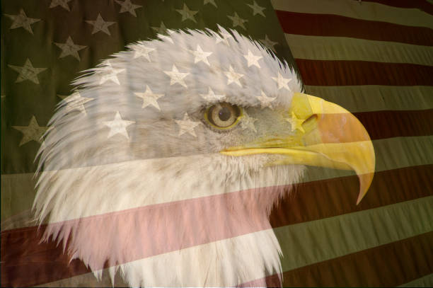 istock Double exposure American Flag and Bald eagle 924041560