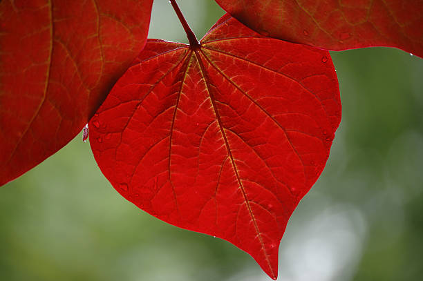 Red leaves on green background stock photo