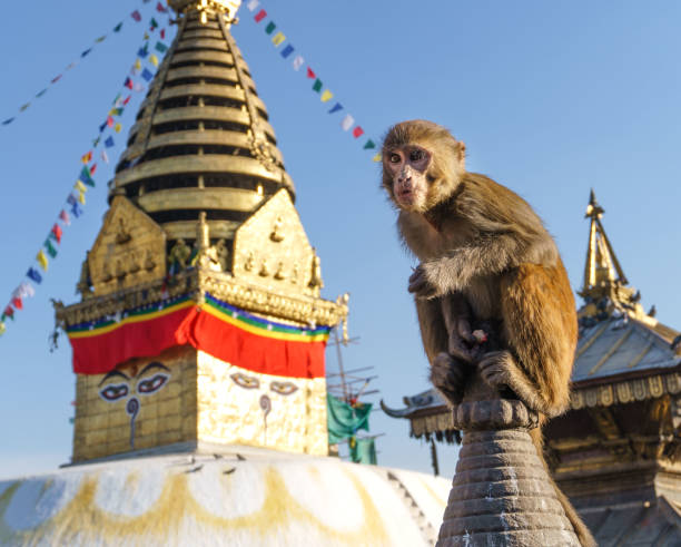 Monkeys around Monkey Temple A monkey is seen with the monkey temple (Swoyambhunath) in the background serious monkey stock pictures, royalty-free photos & images