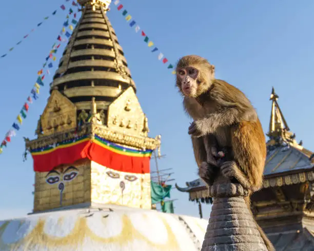 A monkey is seen with the  monkey temple (Swoyambhunath) in the background