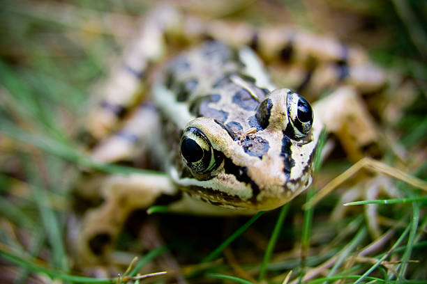 rana los ojos - frog batrachian animal head grass fotografías e imágenes de stock