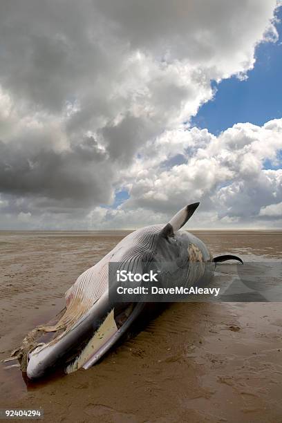 ミンククジラ - クジラのストックフォトや画像を多数ご用意 - クジラ, イギリス, 死んでいる動物