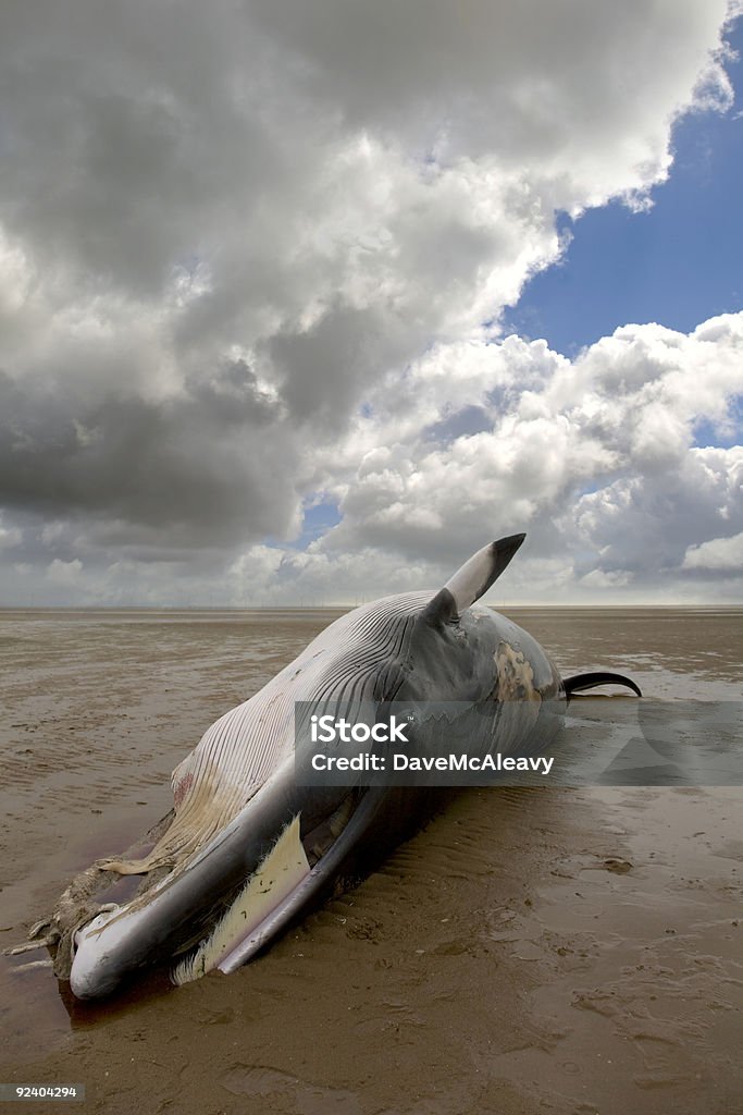 Płetwal karłowaty - Zbiór zdjęć royalty-free (Wieloryb)