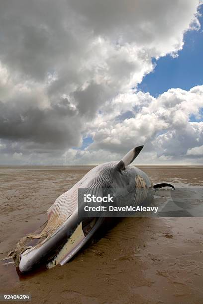 Płetwal Karłowaty - zdjęcia stockowe i więcej obrazów Wieloryb - Wieloryb, Zjednoczone Królestwo, Martwe zwierzę