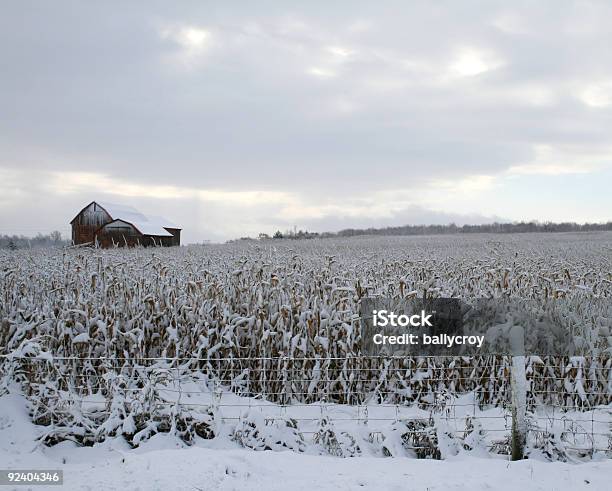 Cornfield - zdjęcia stockowe i więcej obrazów Gospodarstwo - Gospodarstwo, Śnieg, Kukurydza - Jarzyna