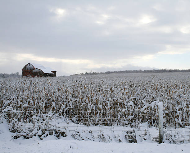 cornfield - corn snow field winter imagens e fotografias de stock