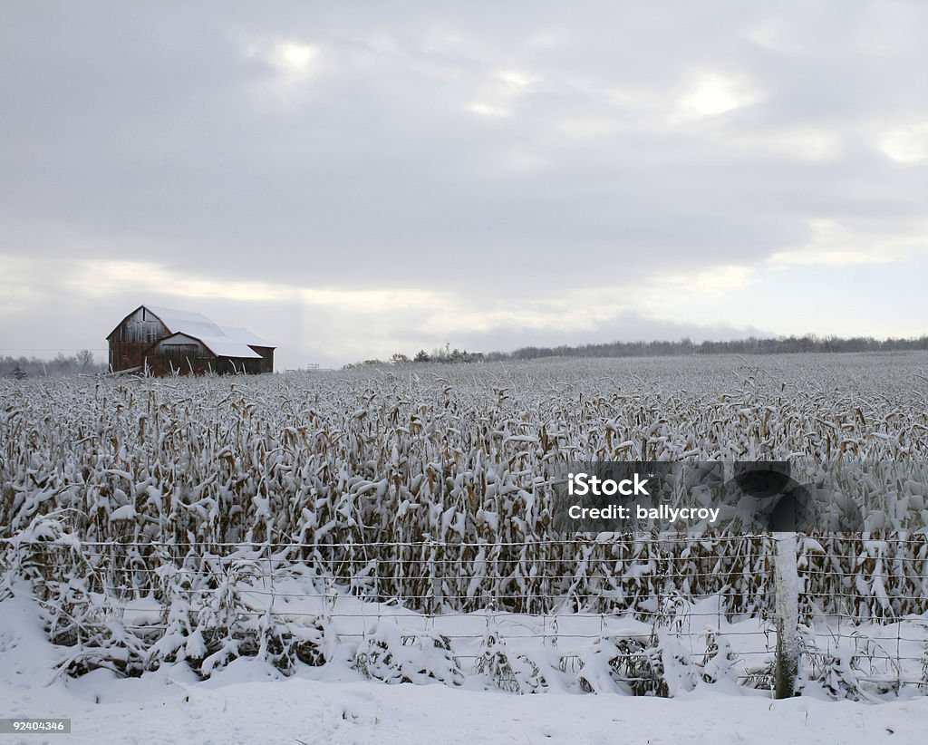 Cornfield - Стоковые фото Снег роялти-фри