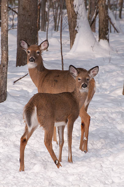 istock Doe and Fawn in the snow 92404375