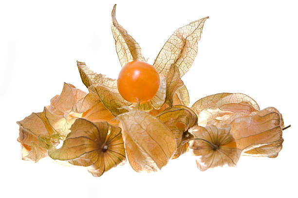 Physalis フルーツ ストックフォト