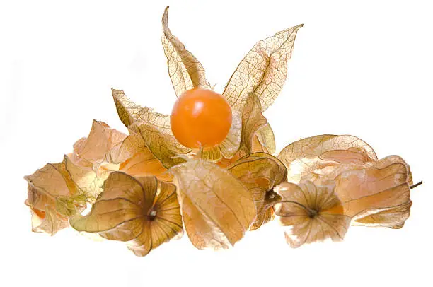 Group of Physalis fruit isolated on white.