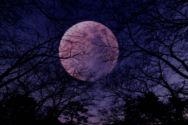 istock Full Moon with silhouette of tree and fly bird 924044838