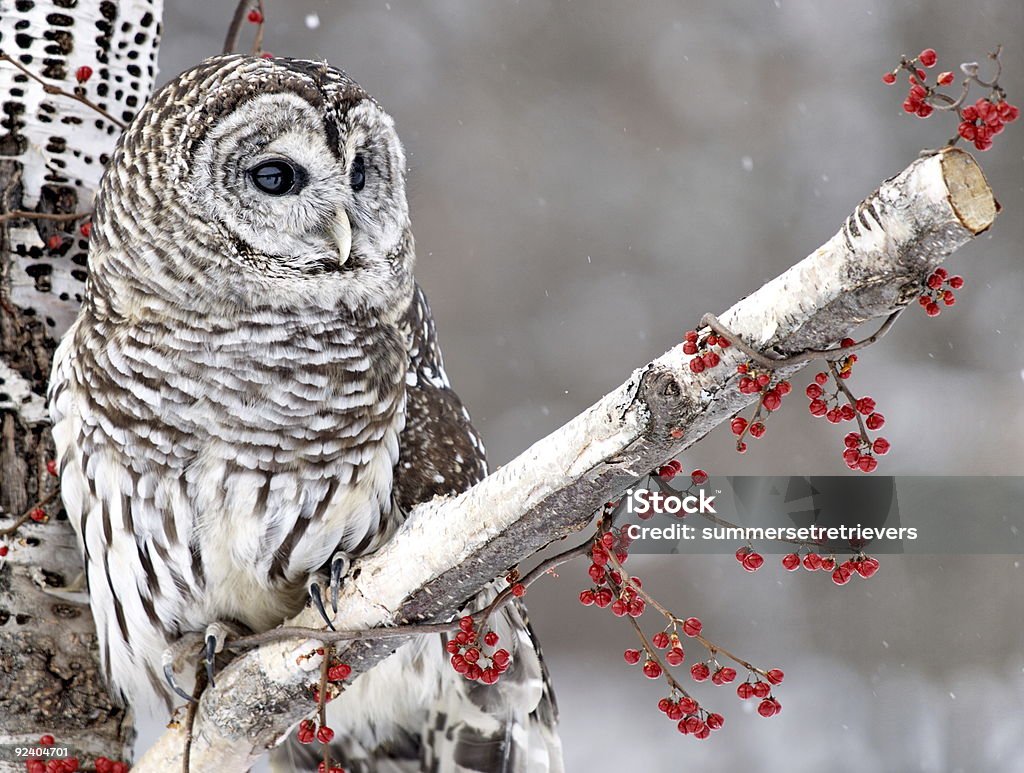 Barred Owl and Red Berries  Snow Stock Photo