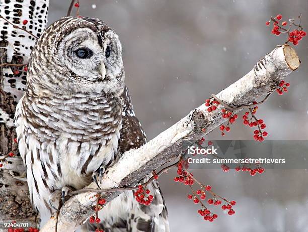 Barred Owl And Red Berries Stock Photo - Download Image Now - Snow, Winter, Owl