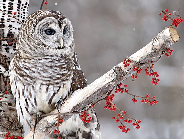 strix varia e bagas vermelhas - night perching owl imagens e fotografias de stock