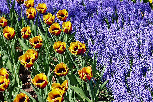 istock Tulips and hyacinths 92404733