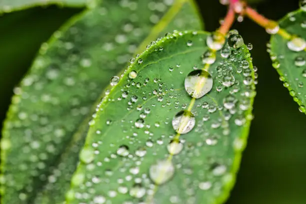 Photo of Water drops on the plant