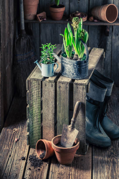 istock Closeup of green crocus and old gardening tools 924049332