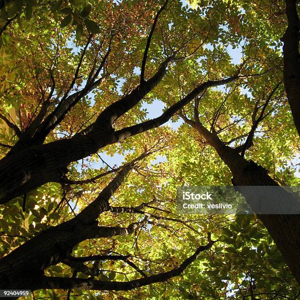 Treenside 0명에 대한 스톡 사진 및 기타 이미지 - 0명, 가득 찬, 가을