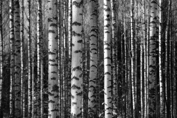 birch trunks fill the space frame, black and white photo