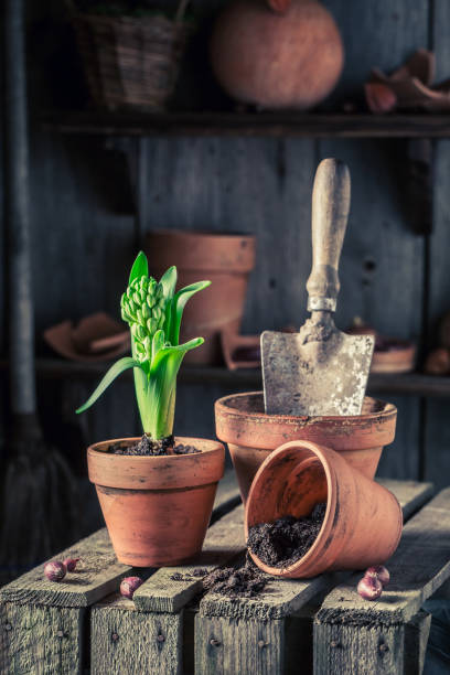 istock Repotting spring flowers in an old wooden shed 924049680
