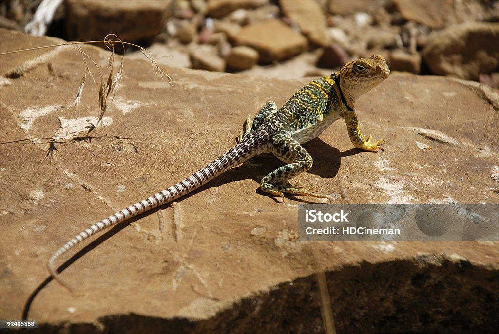 Gelbe Kopf Crotaphytidae/Mountain Boomer - Lizenzfrei Crotaphytidae Stock-Foto