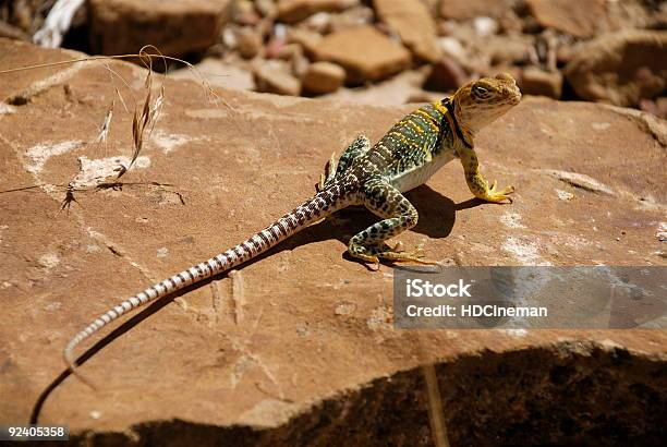 Gelbe Kopf Crotaphytidaemountain Boomer Stockfoto und mehr Bilder von Crotaphytidae - Crotaphytidae, Farbbild, Fotografie