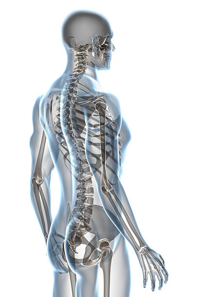 X-ray of male anatomy isolated on white background stock photo