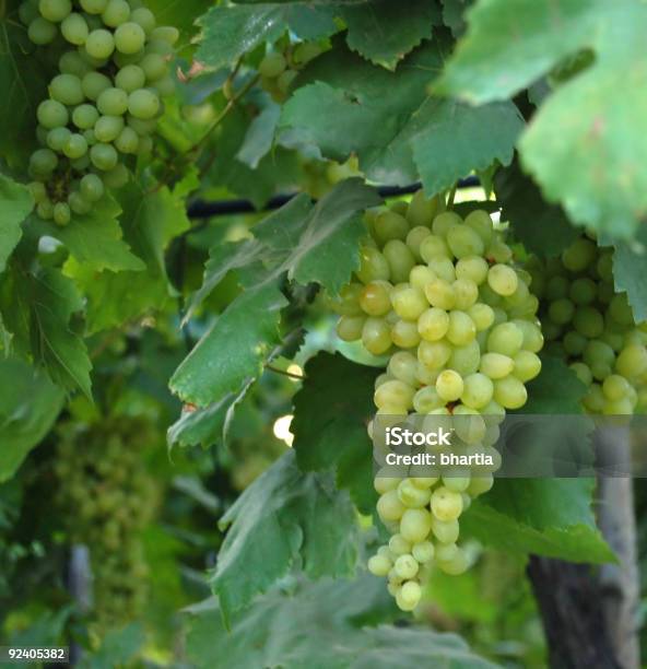 Weintrauben Stockfoto und mehr Bilder von Abschied - Abschied, Agrarbetrieb, Alkoholisches Getränk