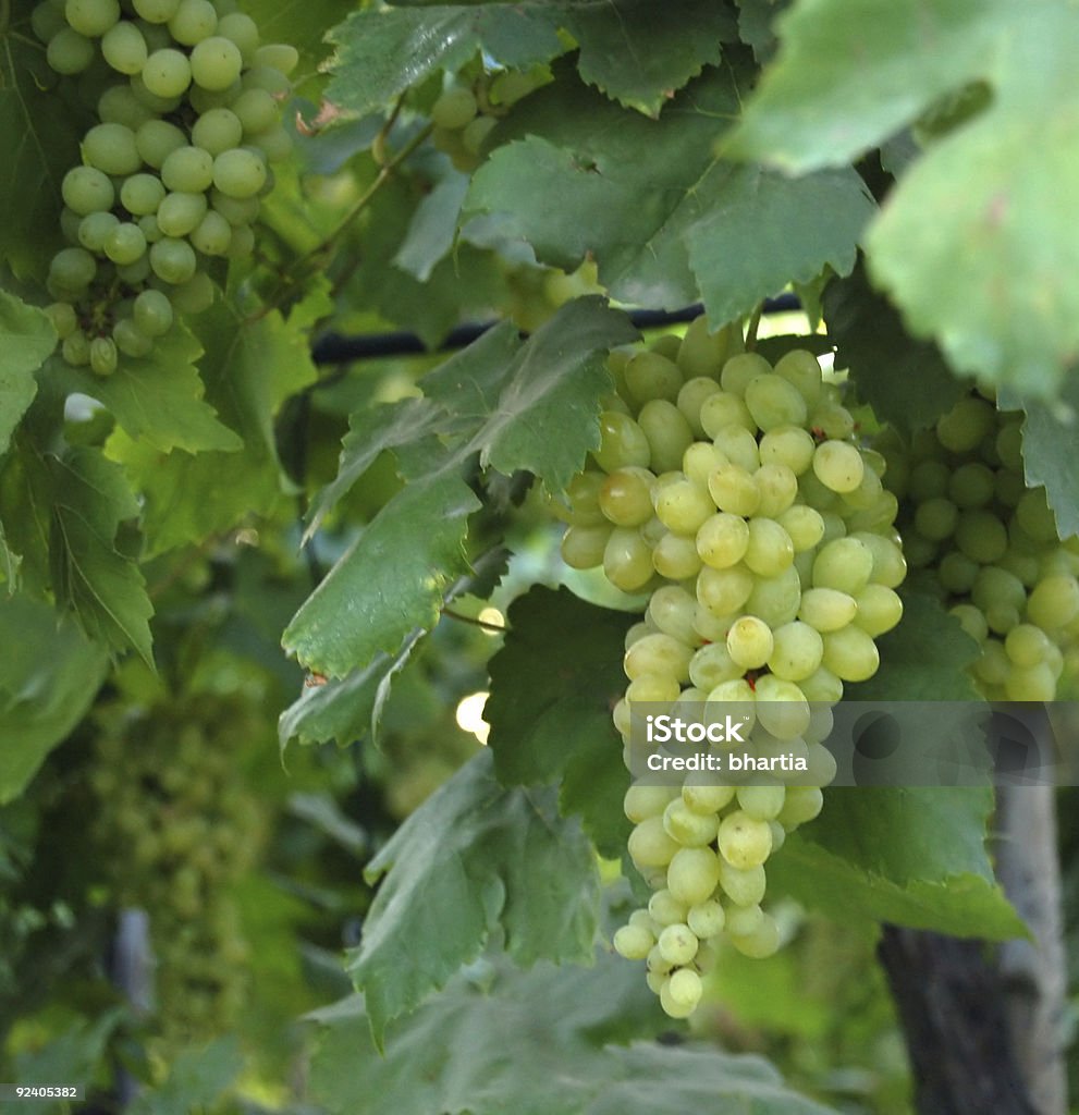 Uvas - Foto de stock de Agricultura libre de derechos