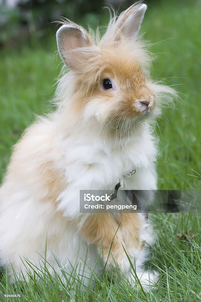 Cabello largo de conejo - Foto de stock de Animal libre de derechos